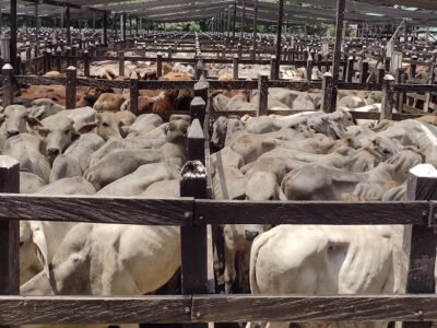 SUBASTAR S.A. Subasta