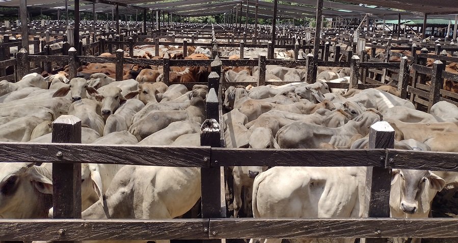 SUBASTAR S.A. Subasta