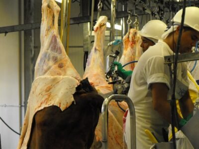 Sacrificio de bovinos