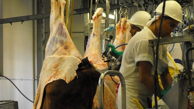 Sacrificio de bovinos