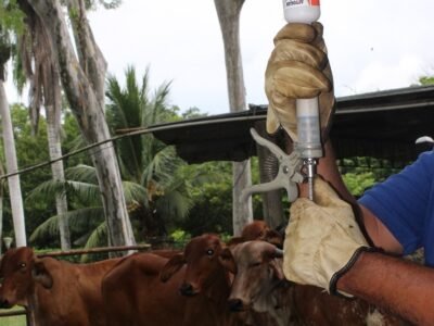 Vacunación-antiaftosa (44)