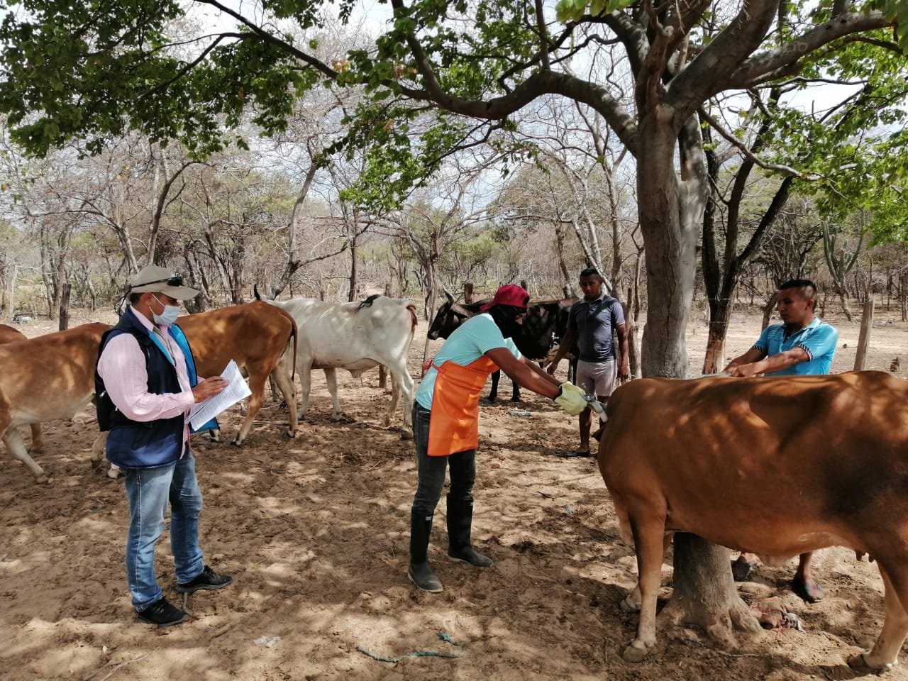 Vacunación antiaftosa-9semana
