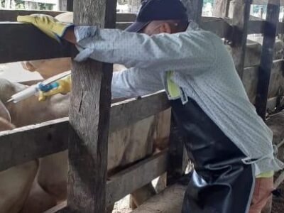 Vacunación-antiaftosa-Bogotá