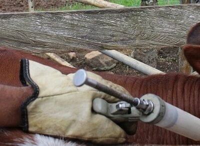 Vacunación-antiaftosa1