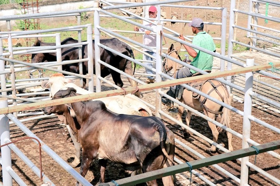 Valencia-plantadebeneficioanimal4