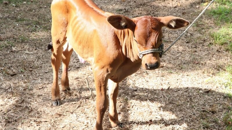 Agrosavia-Eva-Rombrah