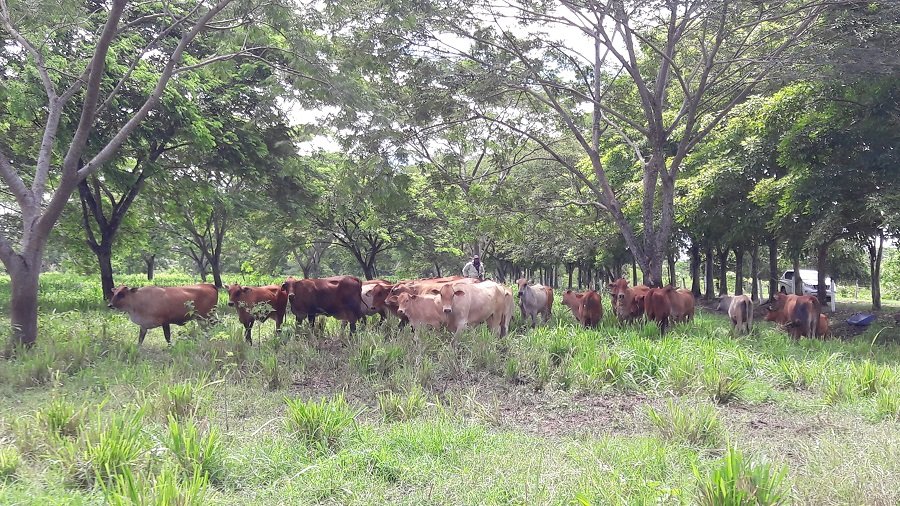  Agrosavia-Rombra-hembras.jpg 9 agosto, 2021 351 KB 900 por 506 píxeles Editar imagen Borrar permanentemente Texto alternativo Describe el propósito de la imagen(abre en una nueva pestaña). Déjalo en blanco si la imagen 