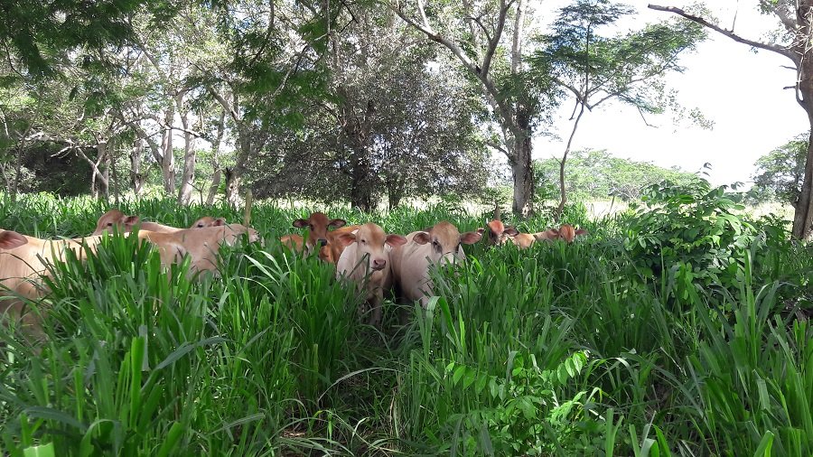 Agrosavia-Rombra-machosF1