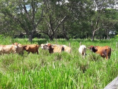 Agrosavia-Rombra-portada