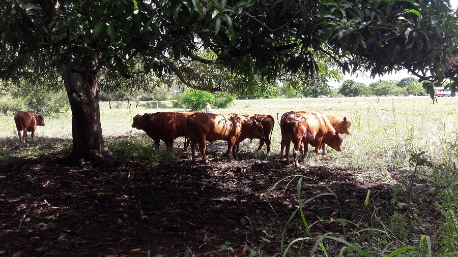 Agrosavia-Rombra-torosseleccionados