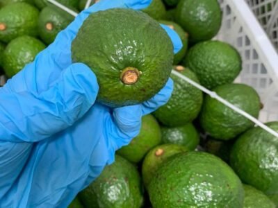 guacateHass-inspeccióndelICA