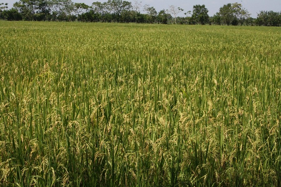 Arroz-casipararecoger