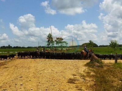 Ayapel-desplazamientodeanimales-marcadeagua