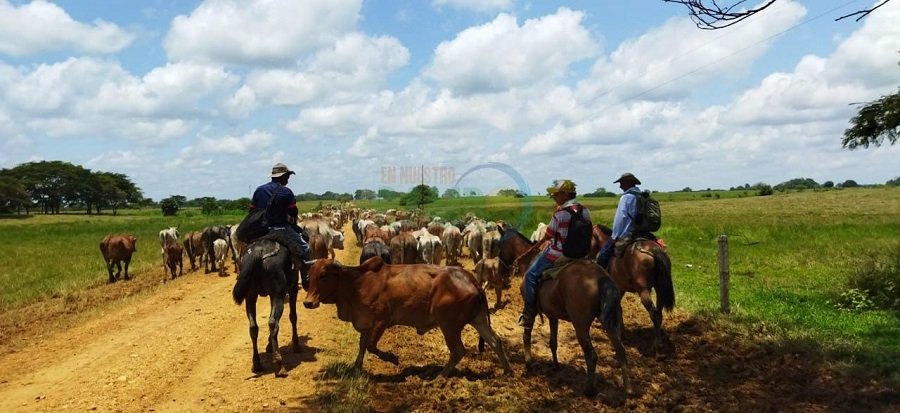Ayapel-desplazamientodeanimales1-marcadeagua