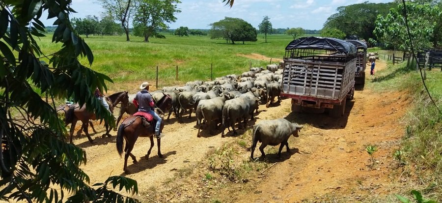 Ayapel-desplazamientodebúfalos