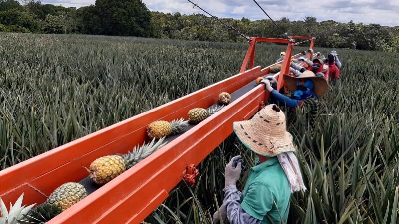 Buenavista-piñaoromiel (3)