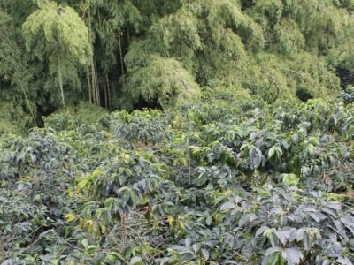 Caféybosque