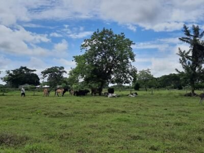 Conpes Lácteo -finca en Nueva Lucía