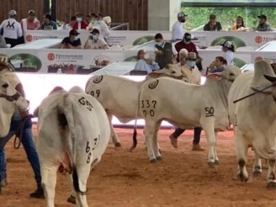 FeriaNacionalCebú-cubículos