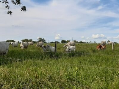 Ganado - brahman gris en potrero
