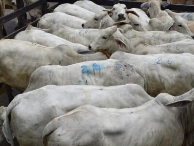 Ganado de levante1-recortado