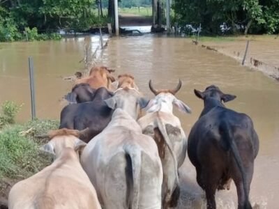 Ganado-saliendoporinundación-1
