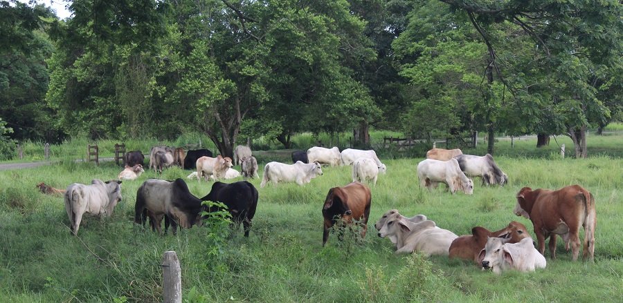 Ganadoconbuenpasto