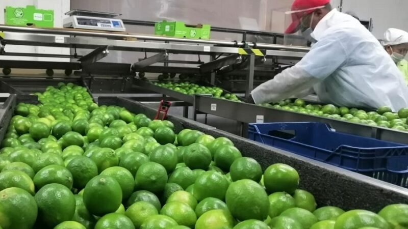 LimóndeColombia
