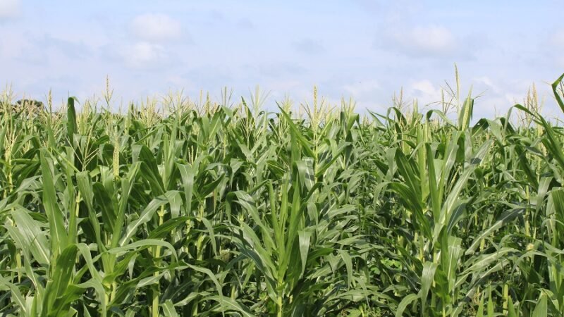 Maíz con espigas