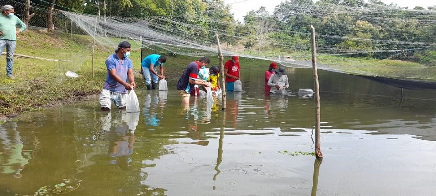 Moñitos-alevinos-siembran1