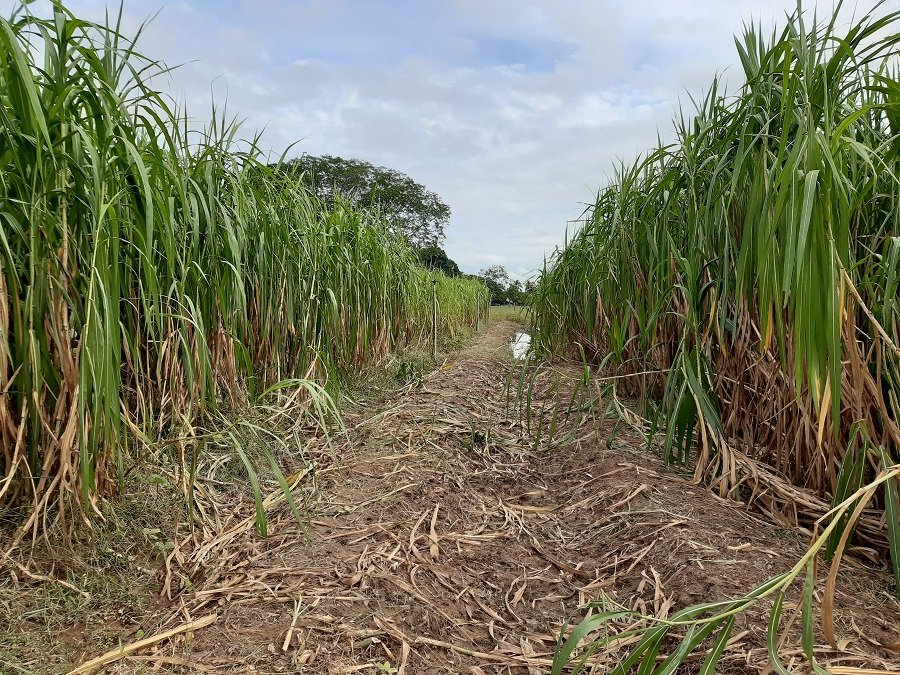 Tierralta-Pastodecorte