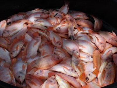 Tilapiasentanque (2)