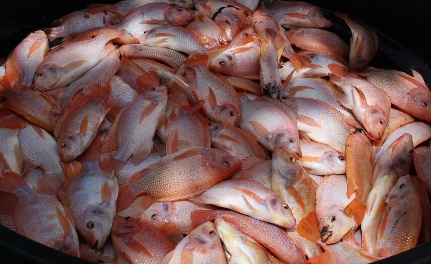 Tilapiasentanque (2)