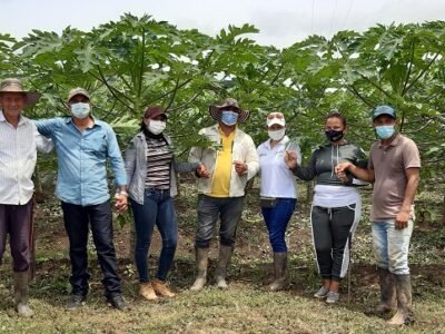Valencia-cultivo de papaya - beneficiarios