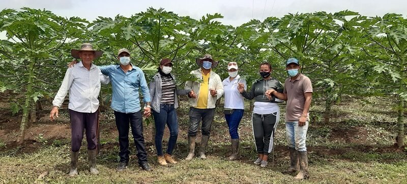 Valencia-cultivo de papaya - beneficiarios