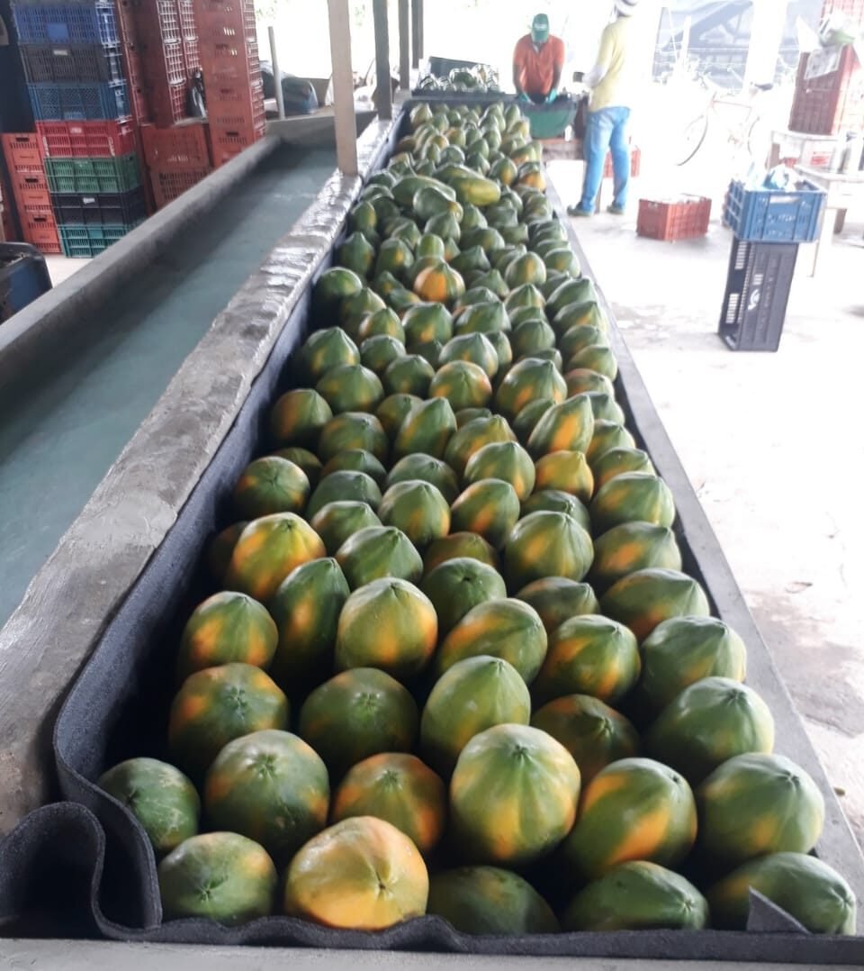 Valencia - cultivo de papaya - fruta
