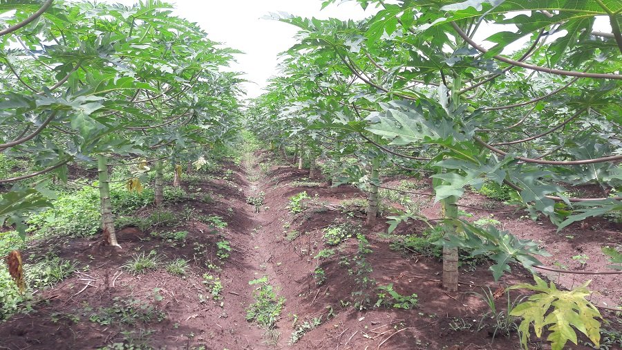 Valencia-cultivodepapaya-Appalsi