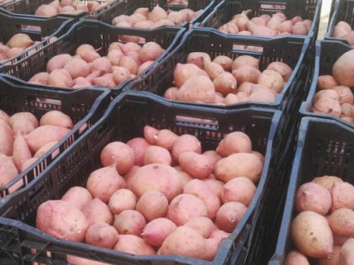 batata1