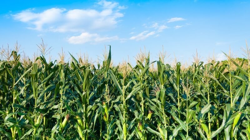 AgroBio-cultivosdemaíz2