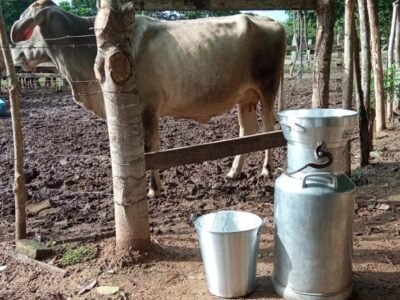 Asopegan-Prácticasdeordeñoconnuevosequipos