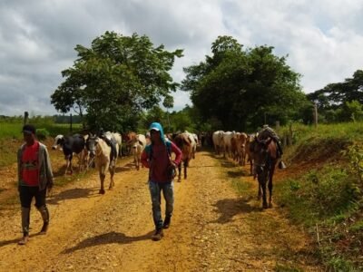 Ayapel-desplazamientodeanimalesapie