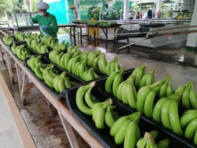 Banano-limpianparavender