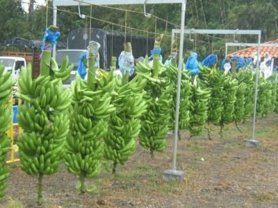BananodeColombia