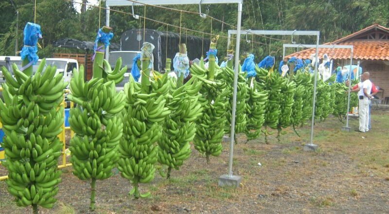 BananodeColombia