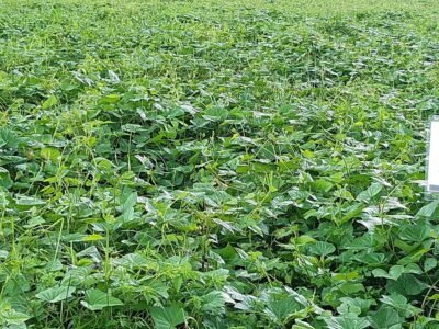Batata-planta