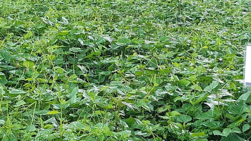 Batata-planta