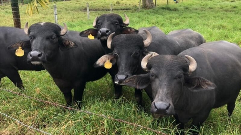 Búfalosdefrente (2)