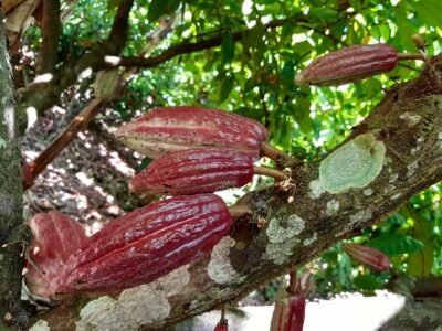Cacao rojo en planta
