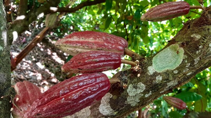 Cacao rojo en planta