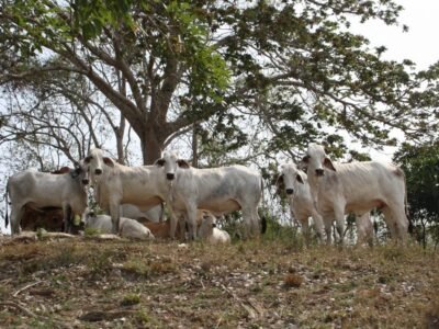 Canalete-Platanicultores-Ganado 023